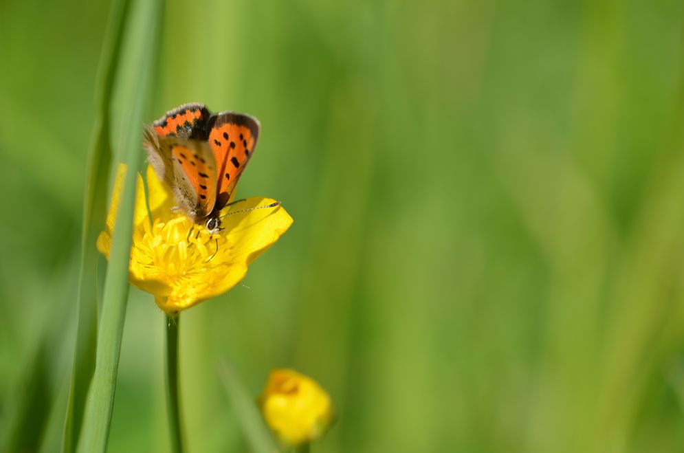 (c) Chris Lange-Kabitz