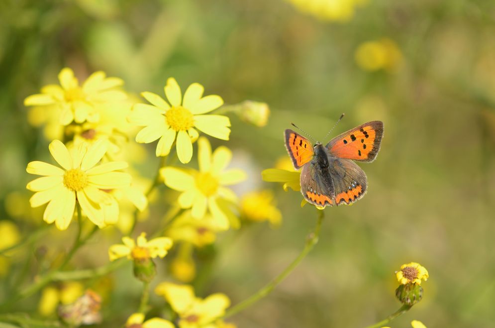 (c) Chris Lange-Kabitz