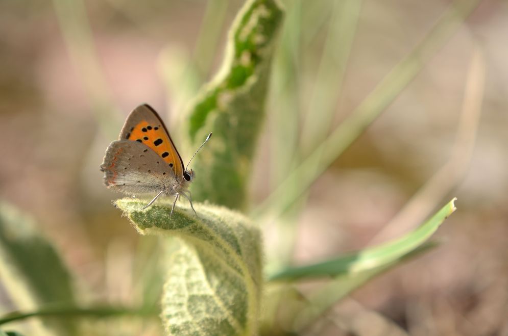 (c) Chris Lange-Kabitz