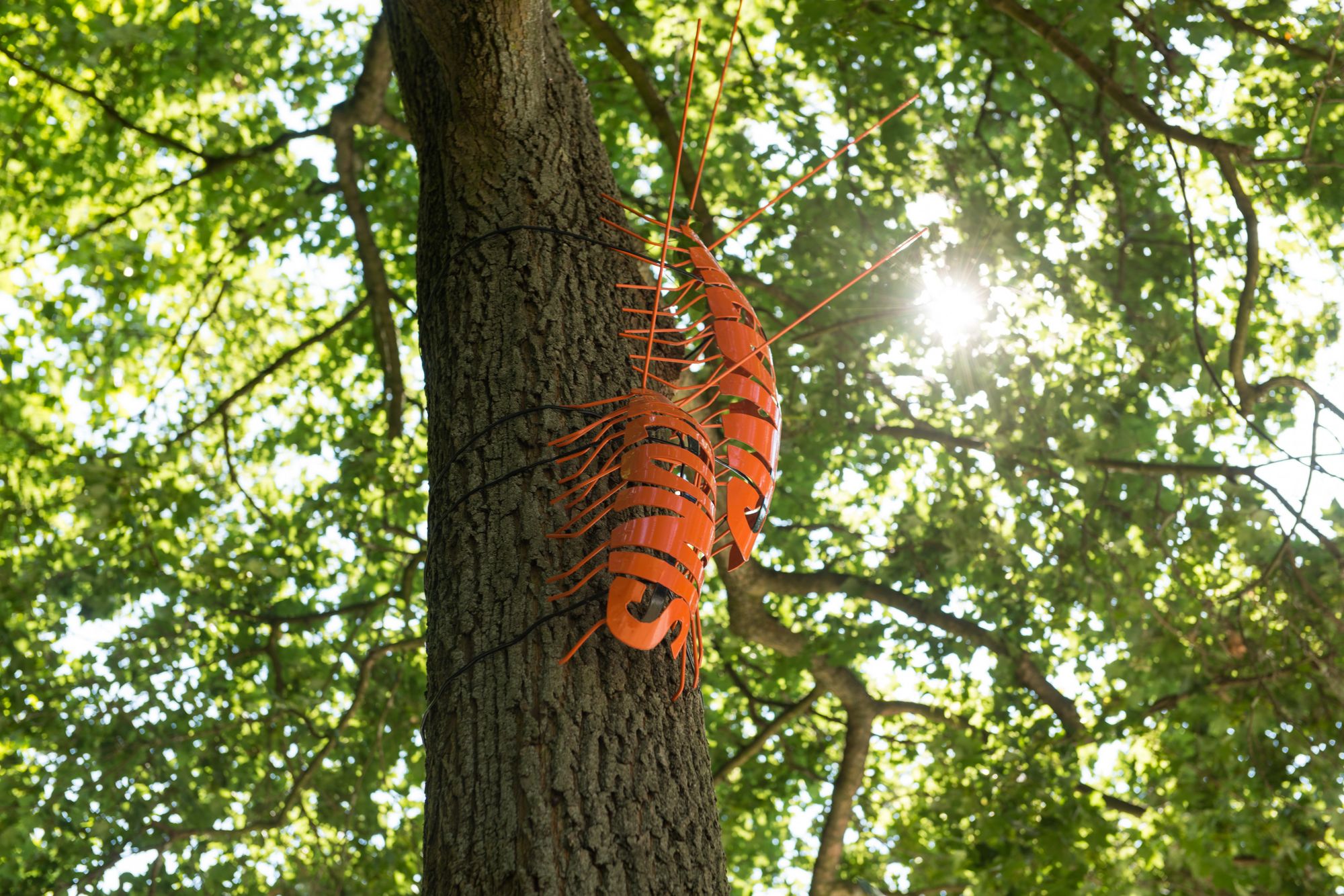 Wildnis-Assel-Pärchen (c) Solveig Hesse