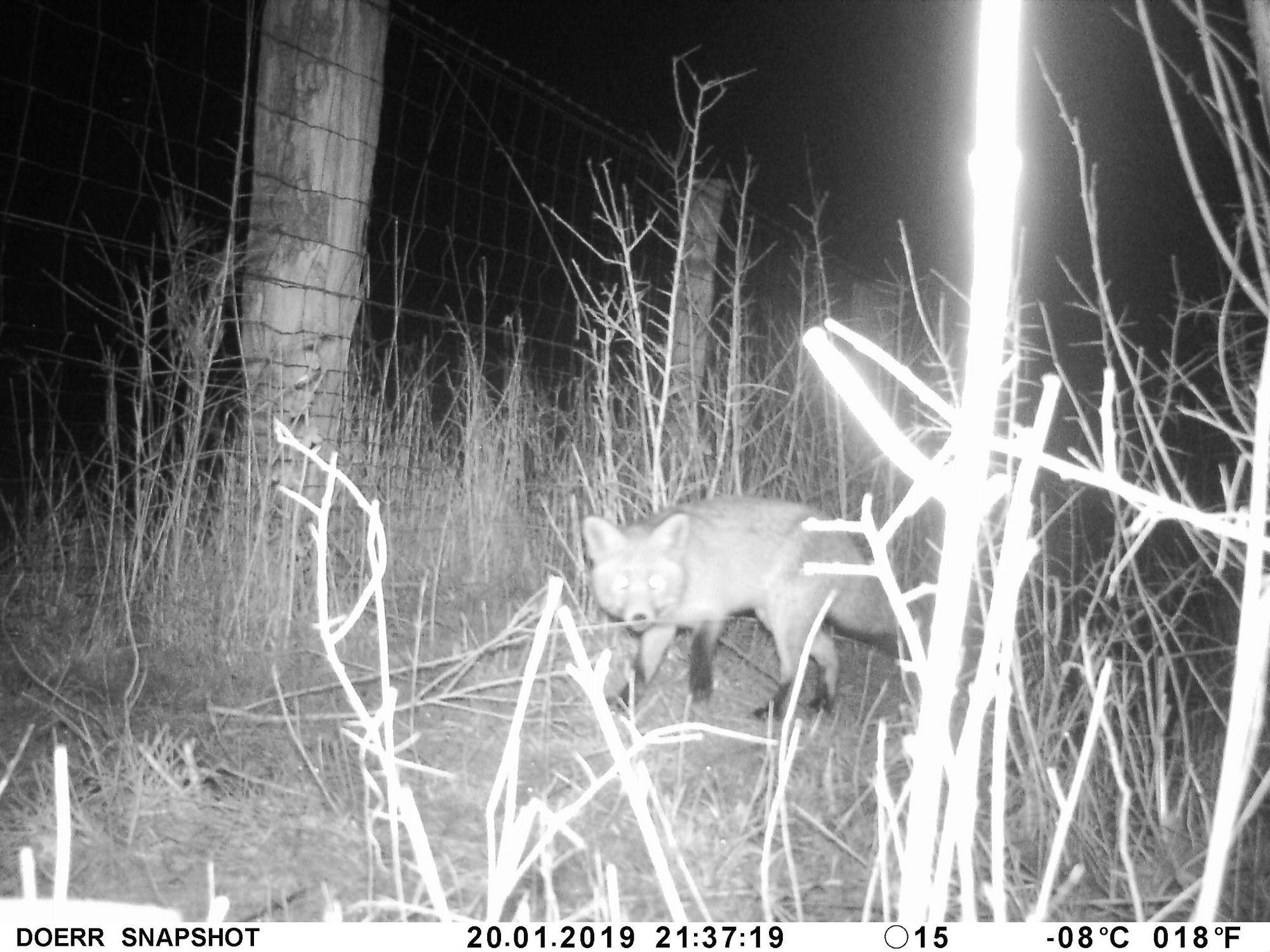 In die Fotofalle getappt: Rotfuchs in Hannover (c) Chris Lange-Kabitz