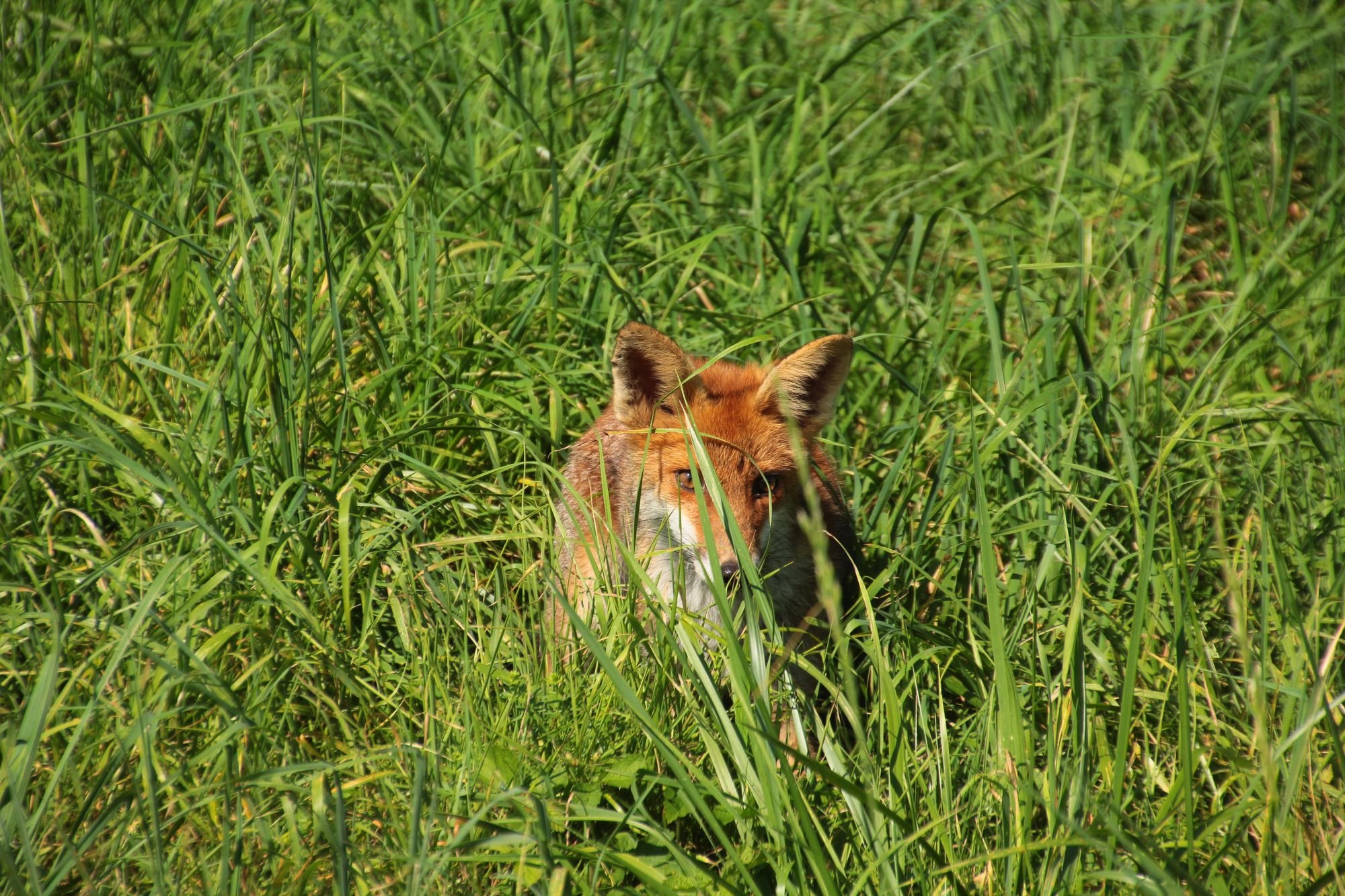 Fuchs im "wilden Frankfurt" (c) Andreas Malten