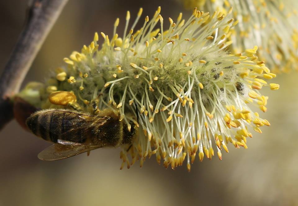 (c)Sören Klausnitzer