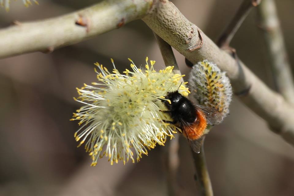 Wildbiene (c)Sören Klausnitzer