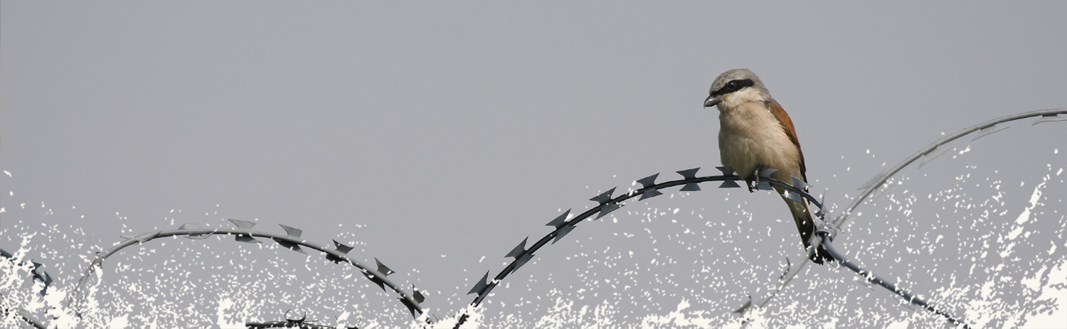 Neuntöter Neuntöter